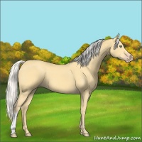 Horse Color:Silver Amber Cream Champagne
