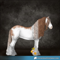 Horse Color:Black Pearl Splash Frame Rabicano
