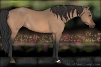 Horse Color:Brown Dun 