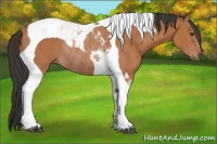 Horse Color:Bay Tobiano Rabicano 