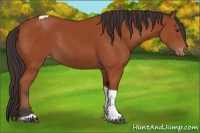 Horse Color:Bay Tobiano Appaloosa Rabicano 
