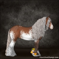 Horse Color:White Spotted Silver Bay Rabicano