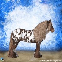 Horse Color:Liver Chestnut Appaloosa Rabicano 