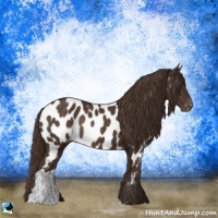 Horse Color:Liver Chestnut Appaloosa Rabicano 