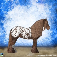 Horse Color:Liver Chestnut Appaloosa Rabicano