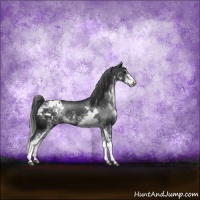 Horse Color:Black Sabino Appaloosa Rabicano 