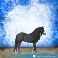 Horse Color:Black Sabino Rabicano 