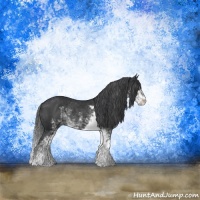 Horse Color:Black Sabino Rabicano