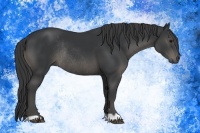 Horse Color:Black Rabicano 