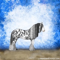 Horse Color:Black Sabino Appaloosa Rabicano