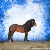 Horse Color:Bay Sabino Rabicano