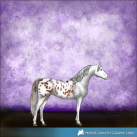 Horse Color:Brown Sabino Appaloosa Rabicano 