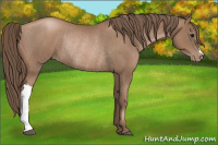 Horse Color:Black Pearl Rabicano 