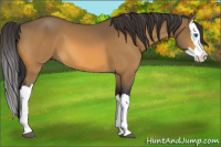 Horse Color:Buckskin Splash 