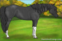 Horse Color:Blue Roan Tobiano 