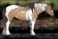 Horse Color:Bay Dun Tobiano Blanket 