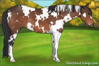 Horse Color:White Spotted Bay 