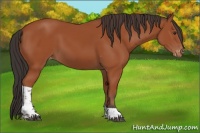 Horse Color:Bay Tobiano Varnish Rabicano