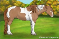 Horse Color:Chestnut Sabino Tobiano Appaloosa 