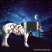 Horse Color:Bay Tobiano Appaloosa