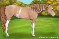Horse Color:White Spotted Gold Champagne Appaloosa