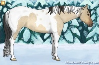 Horse Color:Buckskin Roan Dun Tobiano