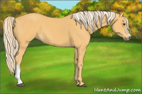 Horse Color:Palomino 