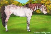 Horse Color:Plaid  White Spotted Buckskin Ice 