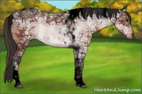 Horse Color:Void Plaid Bay Ice Tobiano