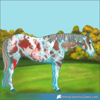 Horse Color:Thunderstruck Chestnut Ice Sabino Splash Tobiano 