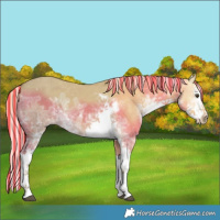 Horse Color:Painted Palomino Ice Dun Sabino Splash 