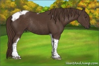 Horse Color:Liver Chestnut Tobiano Rabicano 