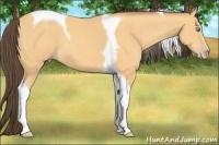 Horse Color:Amber Cream Champagne Tobiano