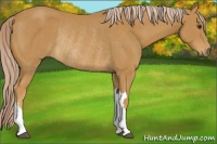Horse Color:Palomino Rabicano