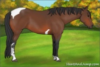 Horse Color:Bay Tobiano