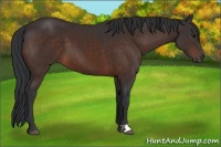 Horse Color:Brown 