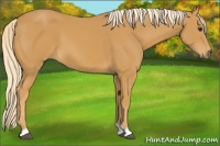 Horse Color:Palomino 