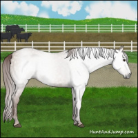 Horse Color:Gray Red Dun 