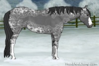 Horse Color:Blue Ice Roan 