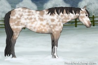 Horse Color:Bay Ice Dun 