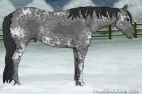 Horse Color:Black Ice 