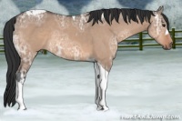 Horse Color:Brown Ice Dun Tobiano 