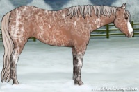 Horse Color:Silver Bay Ice Roan 