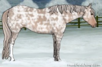 Horse Color:Silver Brown Ice Dun 
