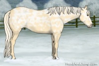 Horse Color:Palomino Ice Dun 