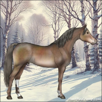 Horse Color:Liver Chestnut Mushroom 