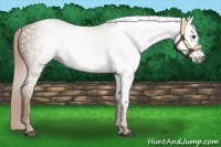 Horse Color:Gray Chestnut 