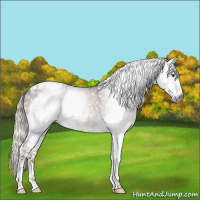 Horse Color:Gray Silver Black Splash Tobiano Frame 