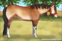 Horse Color:Bay Onyx Appaloosa 