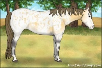 Horse Color:Buckskin Onyx Appaloosa